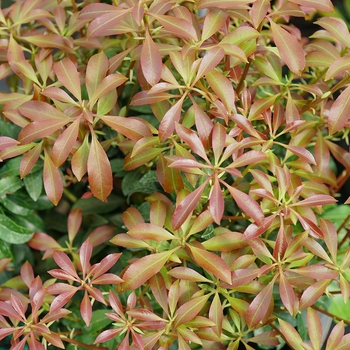 Pieris japonica 'Interstella®' (156220)