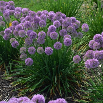 Allium 'Serendipity' (156221)