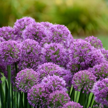 Allium 'Serendipity' (156223)