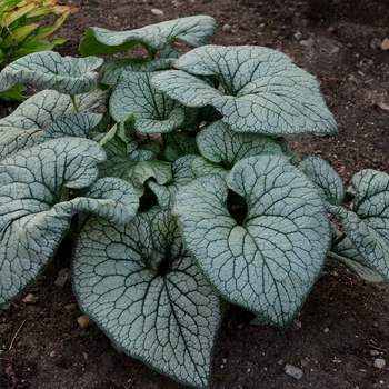 Brunnera macrophylla 'Queen of Hearts' (156224)