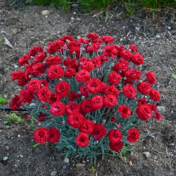 Dianthus Fruit Punch® 'Maraschino' (156228)