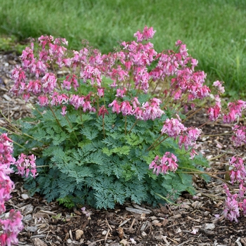 Dicentra 'Pink Diamonds' (156230)