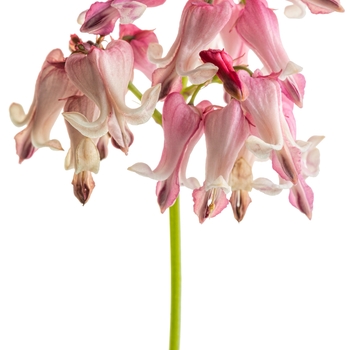 Dicentra 'Pink Diamonds' (156231)