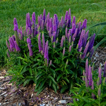 Veronica Magic Show® 'Purple Illusion' (156235)