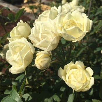 Rosa 'Radgardebwhite' 