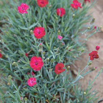 Dianthus Mountain Frost™ 'Red Garnet' (156698)