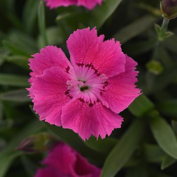 Dianthus Mountain Frost™ 'Rose Bouquet' (156702)