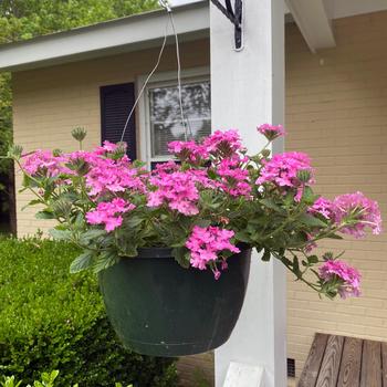 Verbena 'Pink' (156823)