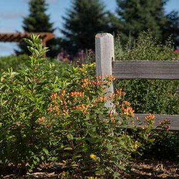 Hypericum x inodorum 'Magical Pumpkin' (156907)