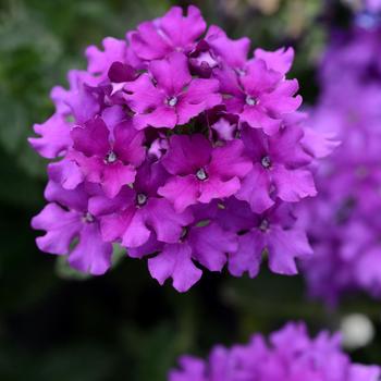 Verbena peruviana EnduraScape™ '' (156913)