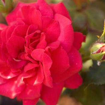 Rosa Easy Elegance® '' (156942)