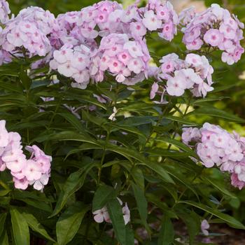 Phlox paniculata Candy Store® 'Cotton Candy' (157050)