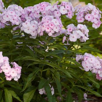 Phlox paniculata Candy Store® 'Cotton Candy' (157051)