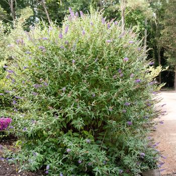 Buddleia davidii 'Psychedelic Sky™' (157052)