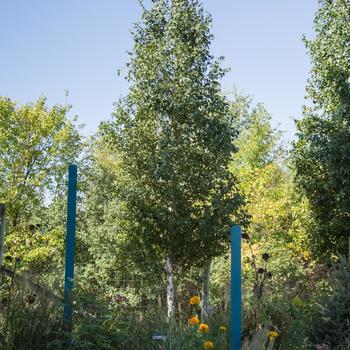 Betula platyphylla 'Parkland Pillar®' (157054)