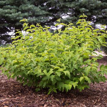 Cornus amomum 'Cayenne' (157061)