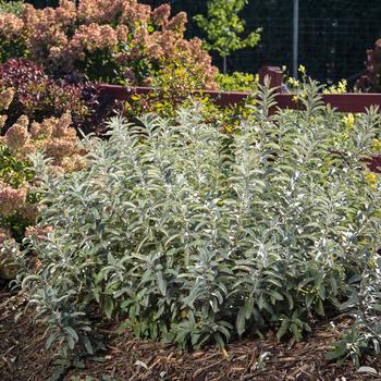 Salix candida 'Iceberg Alley®' (157064)