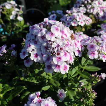 Phlox paniculata Ka-Pow® 'White Bicolor' (157086)