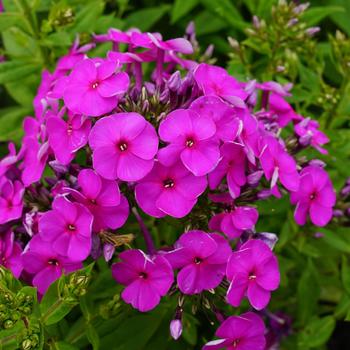 Phlox paniculata Ka-Pow® '' (157090)