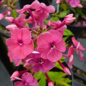 Phlox paniculata Ka-Pow® 'Pink' (157092)