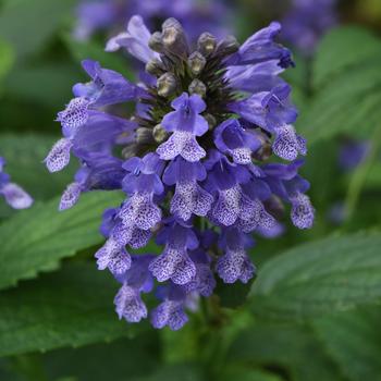 Nepeta Prelude™ 'Blue' (157124)