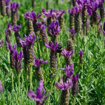 Lavandula stoechas 'Primavera' (157138)