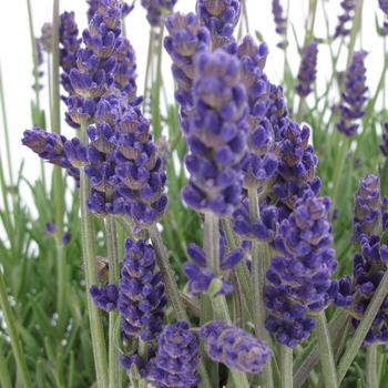 Lavandula angustifolia 'Annet' (157140)