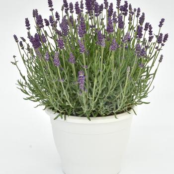 Lavandula angustifolia 'Annet' (157141)