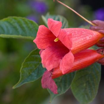 Campsis radicans 'Atomic Red™' (157198)