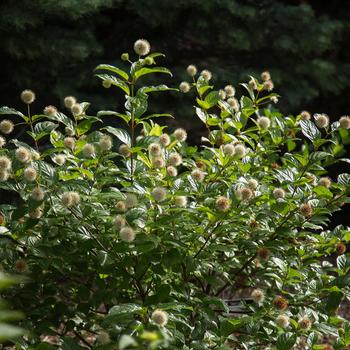 Cephalanthus occidentalis 'Fiber Optics®' (157205)