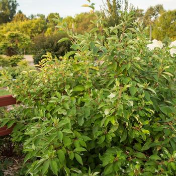 Cornus alba 'Baton Rouge™' (157211)