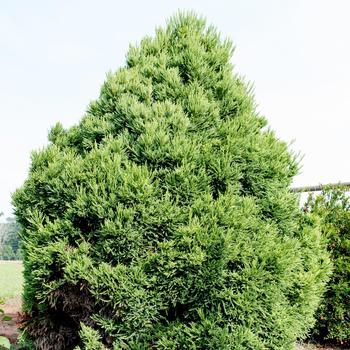 Cryptomeria japonica 'Chapel View™' (157216)