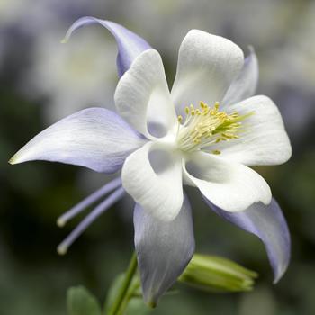 Aquilegia caerulea Kirigami™ 'Light Blue & White' (157218)