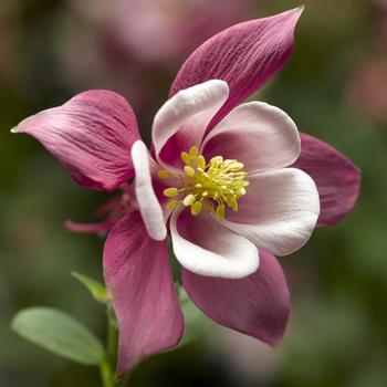 Aquilegia caerulea Kirigami™ 'Rose & Pink' (157220)