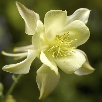 Aquilegia caerulea Kirigami™ 'Yellow' (157221)