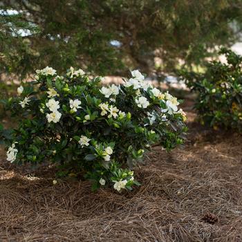 Gardenia jasminoides 'Sweet Tea™' (157227)