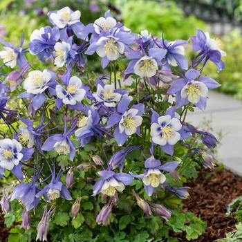 Aquilegia caerulea Earlybird™ '' (157229)