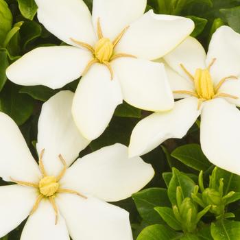 Gardenia jasminoides 'Sweet Star®' (157230)