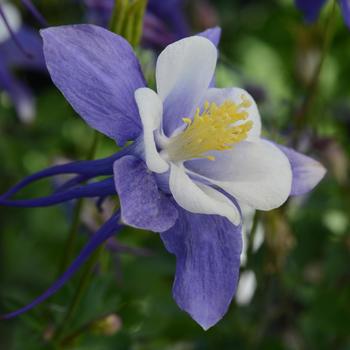 Aquilegia caerulea Earlybird™ '' (157232)