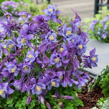 Aquilegia caerulea Earlybird™ 'Purple Blue' (157234)