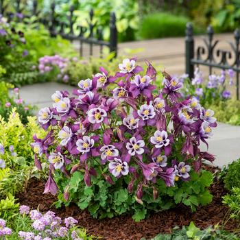 Aquilegia caerulea Earlybird™ 'Purple White' (157240)