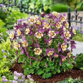 Aquilegia caerulea Earlybird™ 'Purple Yellow' (157243)