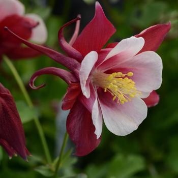 Aquilegia caerulea Earlybird™ '' (157246)