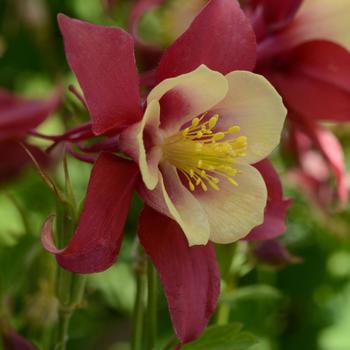 Aquilegia caerulea Earlybird™ 'Red Yellow' (157252)