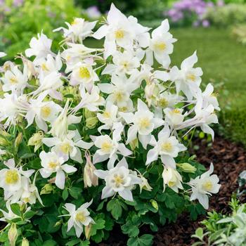 Aquilegia caerulea Earlybird™ '' (157253)