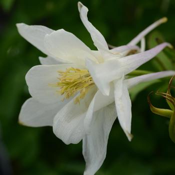 Aquilegia caerulea Earlybird™ '' (157256)