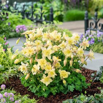 Aquilegia caerulea Earlybird™ 'Yellow' (157259)