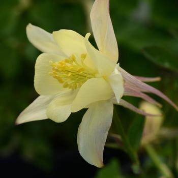 Aquilegia caerulea Earlybird™ 'Yellow' (157260)