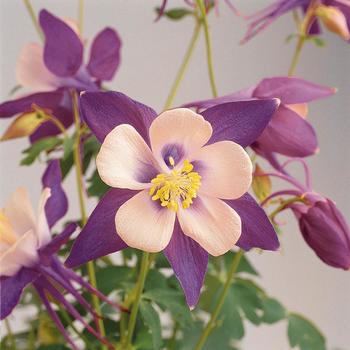 Aquilegia caerulea Songbird 'Nightingale' (157262)