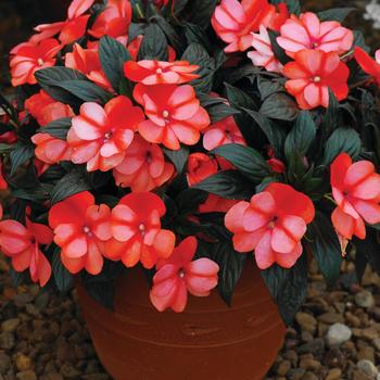 Impatiens hawkeri ColorPower™ 'Orange Flame' (157432)